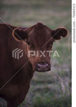 Cow inthefield.La Pampa Argentina 70069323