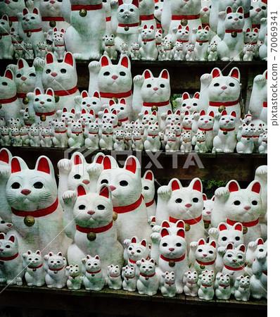 Lots of inviting cats 70069341