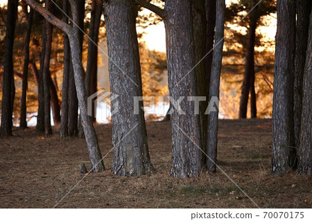Forest Forest 70070175