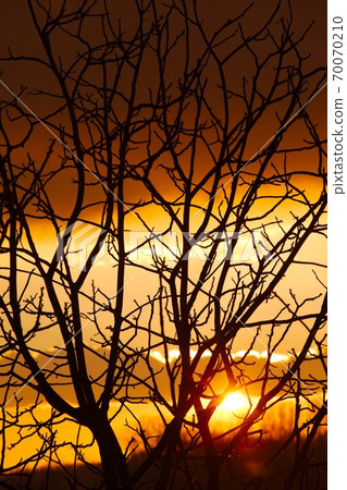 Bare trees Bare trees 70070210