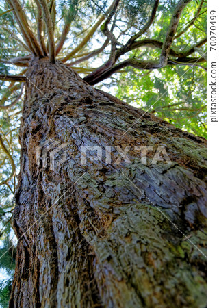 Giant Redwood, or Sequoia, Sequoiadendron giganteum 70070499