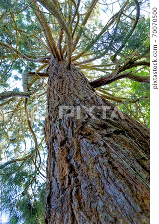 Giant Redwood, or Sequoia, Sequoiadendron giganteum Giant Redwood, or Sequoia, Sequoiadendron giganteum 70070500