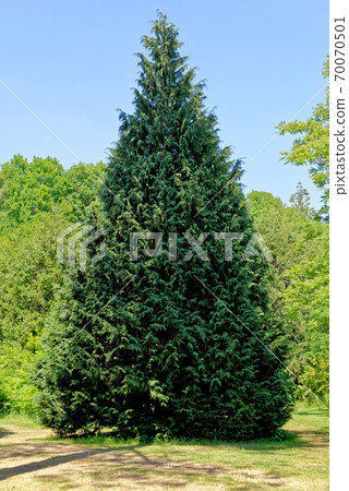Redwood Sequoia sempervirens tree Redwood Sequoia sempervirens tree 70070501