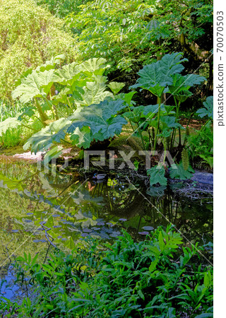 English Pond in the summer time English Pond in the summer time 70070503