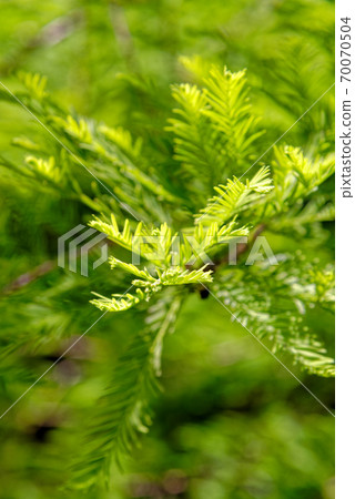 Close-up of Bald Cypress leaves (Taxodium distichum) Close-up of Bald Cypress leaves (Taxodium distichum) 70070504
