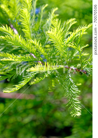 Close-up of Bald Cypress leaves (Taxodium distichum) Close-up of Bald Cypress leaves (Taxodium distichum) 70070506