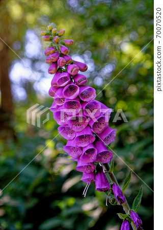 Digitalis purpurea - the foxglove or common foxglove Digitalis purpurea - the foxglove or common foxglove 70070520