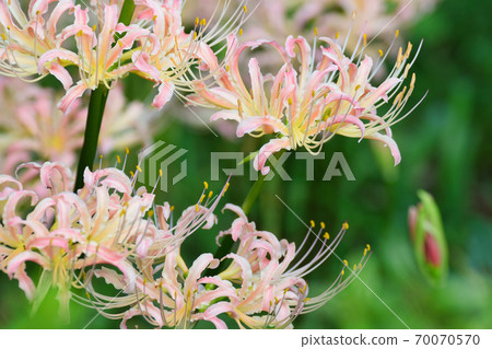 Sokoin的粉紅Higanbana(千葉縣松戶市) Sokoin的粉紅Higanbana(千葉縣松戶市) 70070570