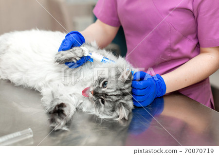 A young female anesthetist, a veterinarian, inserts a catheter into the cat and performs anesthesia before surgery. The assistant keeps the cat. Vet clinic. Preparing a cat for the procedure 70070719