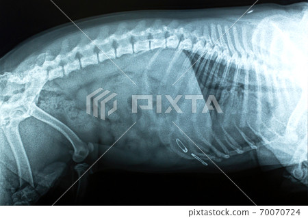 x-ray image dog ate pin in vet clinic x-ray image dog ate pin in vet clinic 70070724