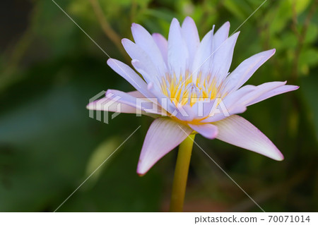 Close up lotus flower blue and purple color is so beautiful 70071014