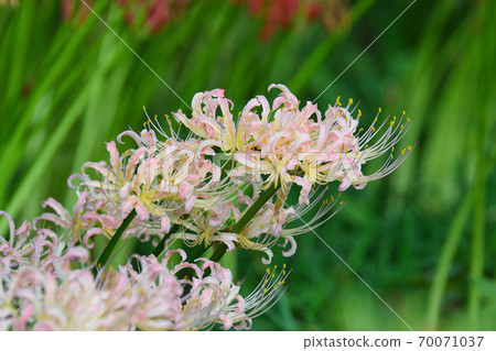 Sokoin的粉紅Higanbana（千葉縣松戶市） 70071037