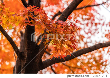 Colored autumn leaves, autumn image Colored autumn leaves, autumn image 70071291