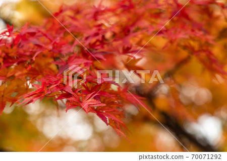 Colored autumn leaves, autumn image 70071292