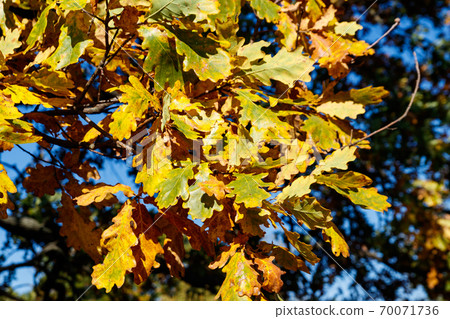 Colorful autumn oak leaves on the branch of oak tree in the forest 70071736