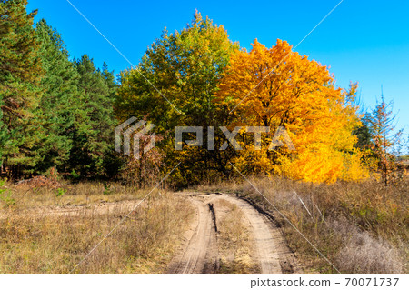 Dirt road in forest at autumn 70071737
