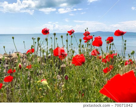 Red Poppies Flowering In Pomorie, Bulgaria Red Poppies Flowering In Pomorie, Bulgaria 70071842
