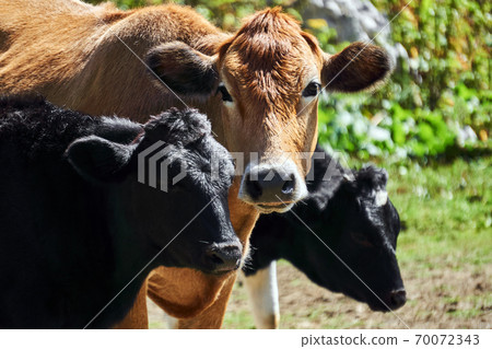 portrait of a cow with two calfs outdoors close up 70072343