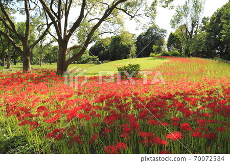 Mizumoto Park, bright red cluster amaryllis Mizumoto Park, bright red cluster amaryllis 70072584