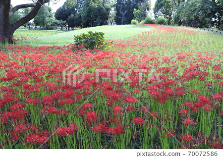 水本公園,鮮紅色的Higanbana 水本公園,鮮紅色的Higanbana 70072586
