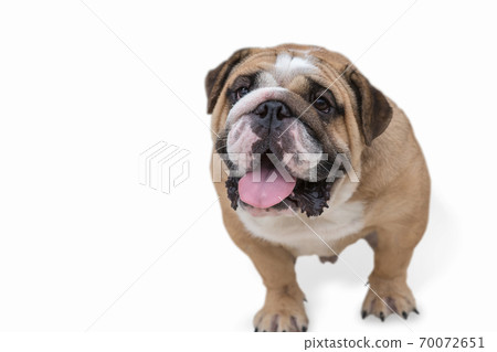 Thailand, Animal, Backgrounds, Brown, Canine 70072651