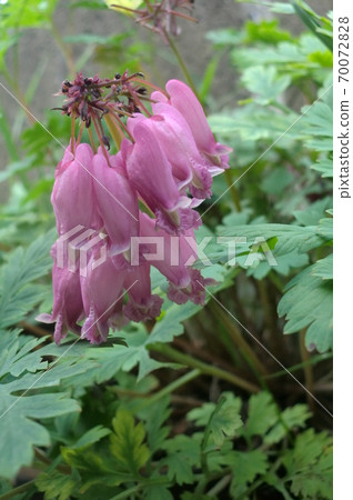 Bleeding heart flower 70072828