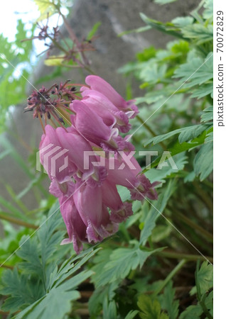 Pink bleeding heart Pink bleeding heart 70072829