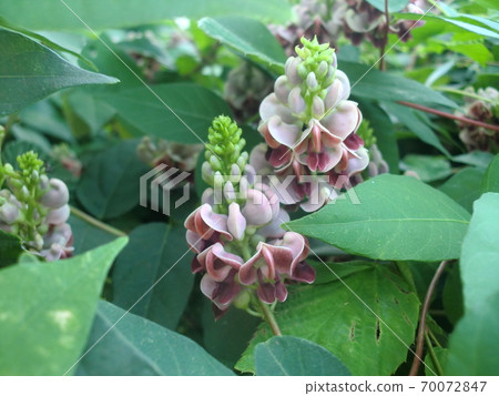 American phodo flower American phodo flower 70072847