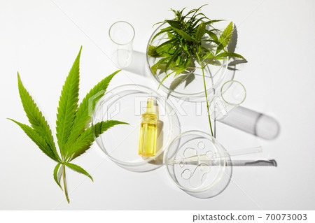 Cbd htc canabbis oil in laboratory. Concept of medicine. Cbd htc canabbis oil in laboratory. Concept of medicine. 70073003