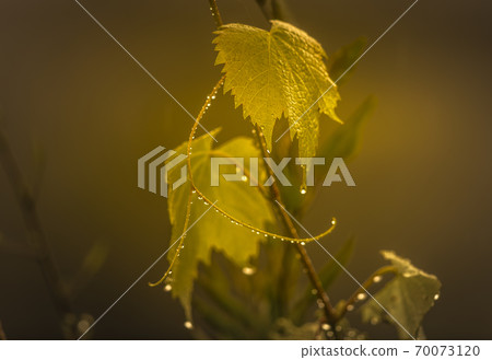 Rain drops on an ornamental grape vine in a domestic garden 70073120