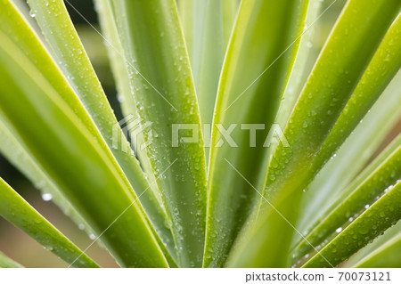 Rain drops on a Yucca plant in a domestic garden 70073121