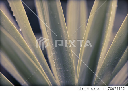 Rain drops on a Yucca plant in a domestic garden Rain drops on a Yucca plant in a domestic garden 70073122