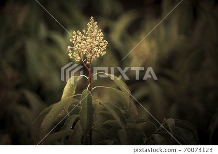 Rain drops on a plant with green leaves in a domestic garden Rain drops on a plant with green leaves in a domestic garden 70073123
