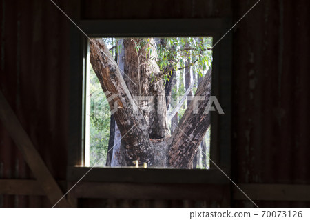 Inside an old building looking out the window at a forest 70073126