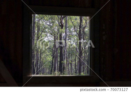 Inside an old building looking out the window at a forest Inside an old building looking out the window at a forest 70073127