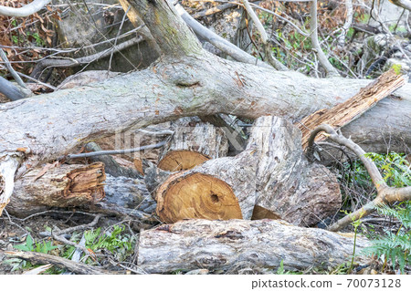 Fallen trees cut by chainsaws in regional Australia Fallen trees cut by chainsaws in regional Australia 70073128