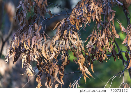 Brown gum tree leaves burnt by bushfire in regional Australia Brown gum tree leaves burnt by bushfire in regional Australia 70073152