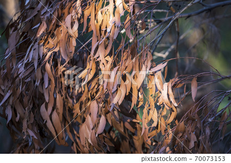 Brown gum tree leaves burnt by bushfire in regional Australia 70073153