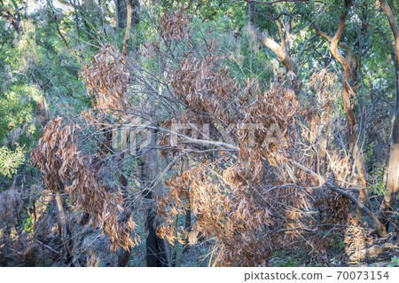 Brown gum tree leaves burnt by bushfire in regional Australia Brown gum tree leaves burnt by bushfire in regional Australia 70073154