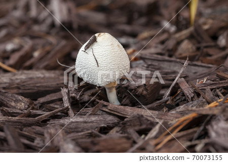 A white mushroom growing in the garden surrounded by bark chips 70073155