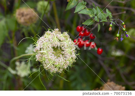 A white flower blossoming in the garden A white flower blossoming in the garden 70073156