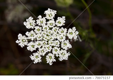 A white flower blossoming in the garden A white flower blossoming in the garden 70073157