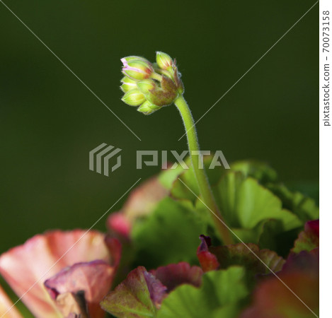 A pink flower bud about to blossom on a green stem A pink flower bud about to blossom on a green stem 70073158