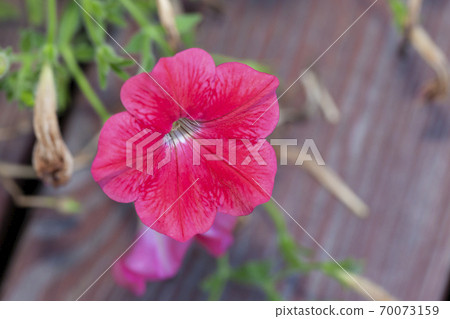 A large blossoming red flower in full bloom 70073159