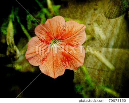 A large blossoming orange flower in full bloom 70073160