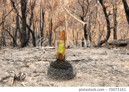 A green plant amongst severely burnt Eucalyptus trees after a bushfire in The Blue Mountains 70073161
