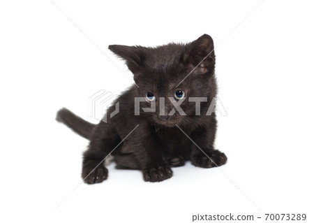 Small black kitten 70073289