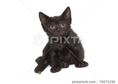 Small black kitten Small black kitten 70073290