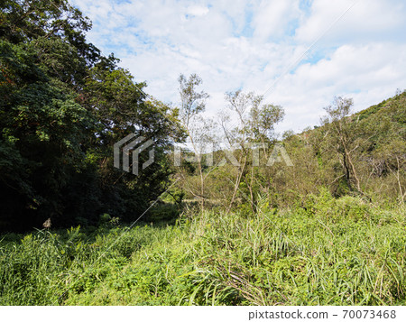 Original scenery of Shonan Miura Peninsula Autumn of Koajiro no Mori, the best wetland in the metropolitan area (wetland area) 70073468