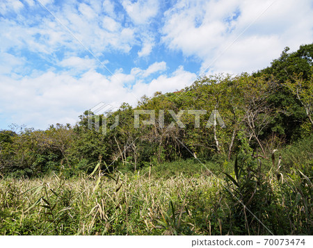 湘南三浦半島的原始風景小ami城之森,大都市地區最好的沼澤地(濕地版) 湘南三浦半島的原始風景小ami城之森,大都市地區最好的沼澤地(濕地版) 70073474